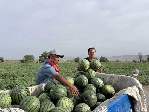 族长吃瓜,揭秘家族纷争背后的秘密