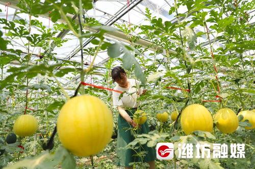 吃瓜潍坊跳舞,演绎独特舞蹈文化