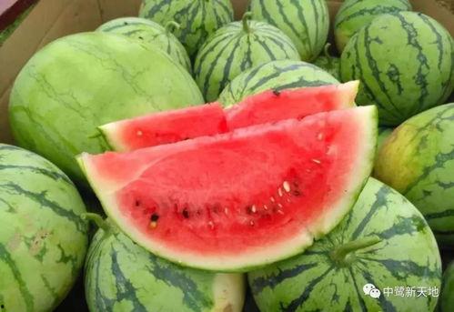 吃甜风了 吃瓜 吃瓜,揭秘“吃甜风了，吃瓜吃瓜”的流行文化现象