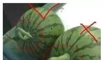 吃瓜爆料颜色怎么选,揭秘如何根据爆料内容挑选最佳色彩